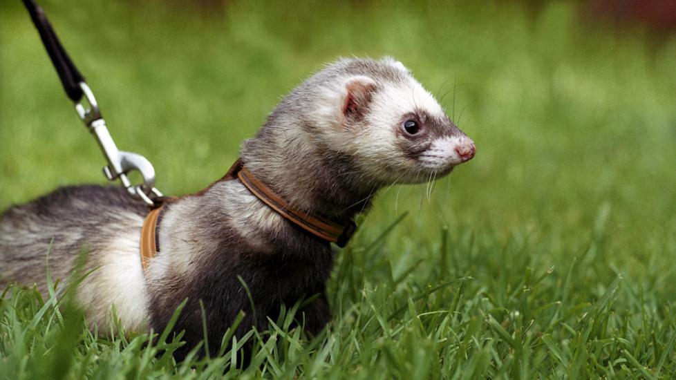 Ferret on leash